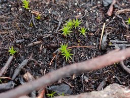 IMGP9847-Af asken opstaar nyt liv